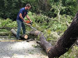 Best Fruit Tree Pruning  in Pilot Point, TX