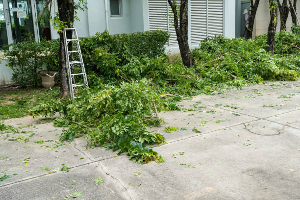 Best Emergency Tree Removal  in Pilot Point, TX