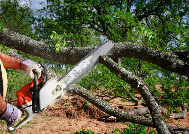 Lawn Grading and Leveling in Pilot Point, TX